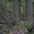 Un falco nella foresta del Lago Fagnano 