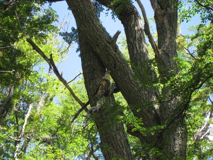  Un falco nella foresta del Lago Fagnano 