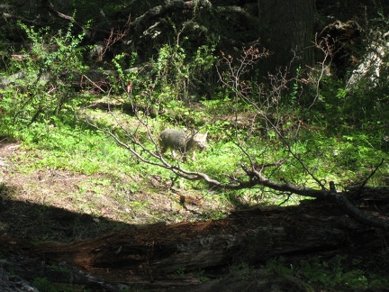  Una volpe nella foresta del Lago Fagnano 
