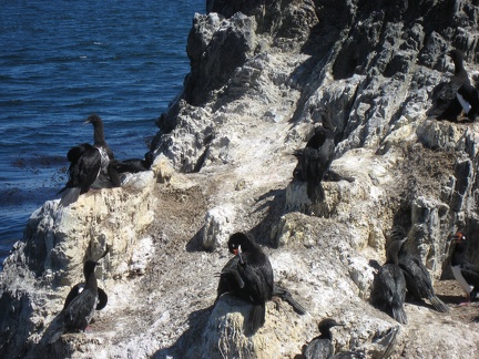  Cormorani sulla Isla H 