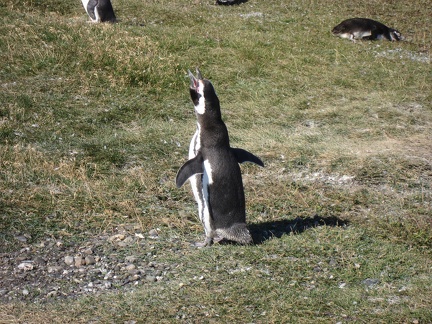  Pinguino di Magellano 