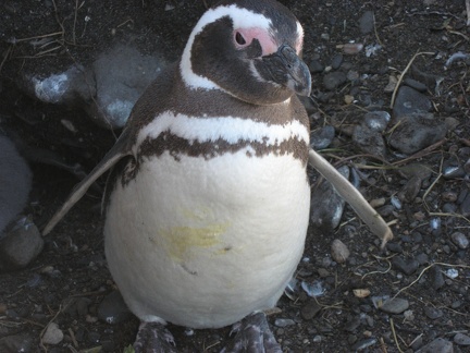  Pinguino di Magellano 