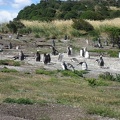  Colonia di pinguini Gentoo 