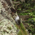  Fauna del Parque National Tierra del Fuego 