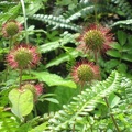  Flora del Parque National Tierra del Fuego 