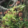  Flora del Parque National Tierra del Fuego 
