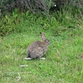  Coniglio europeo nel Parque National Tierra del Fuego 