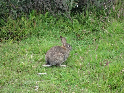  Coniglio europeo nel Parque National Tierra del Fuego 