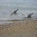  Birds on the beach in Devenport 
