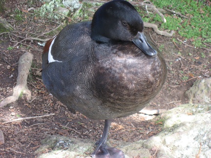  A duck in the Domain 