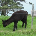  A black alpaca 