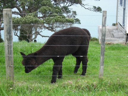  A black alpaca 