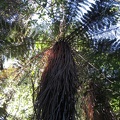  Erua Forest, Soft Fern tree 