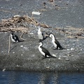  Some cormorants 