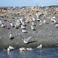  Some gulls 