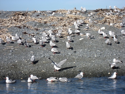  Some gulls 