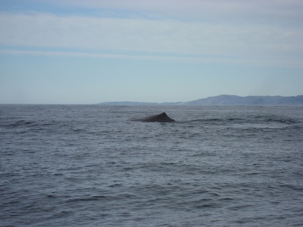  The first whale 