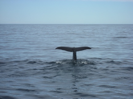  The second whale 