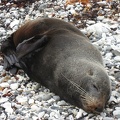  A seal 