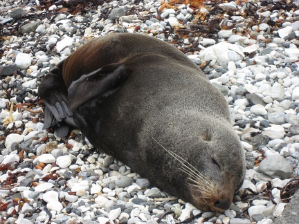  A seal 