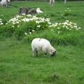  Some sheeps 