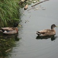 Two ducks 