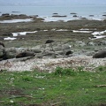  Some seals at Kean point 