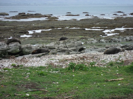  Some seals at Kean point 