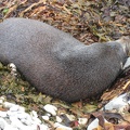  A seal at Kean point 