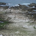  Seals colony 