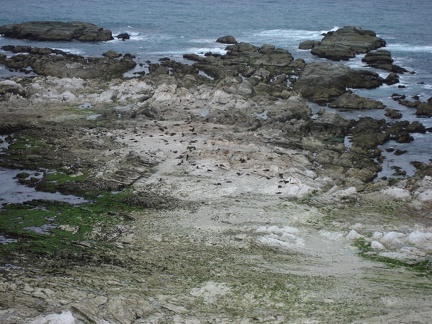  Seals colony 