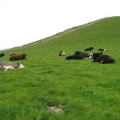  Some cows 