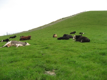  Some cows 