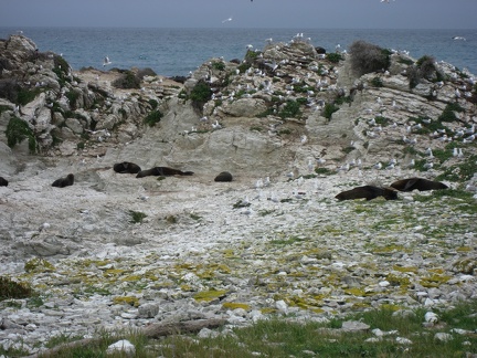  Some seals and seagulls colony 
