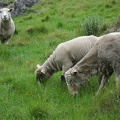  Some sheeps on Mt Cavendish 