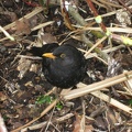  A blackbird at the Botanic Gardens 