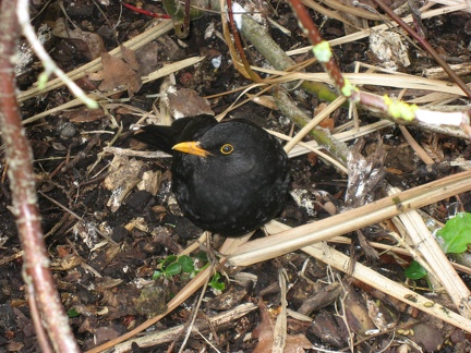  A blackbird at the Botanic Gardens 