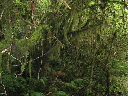  The rainforest 