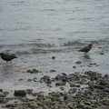  Some coast birds 