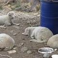  Le pecore di Santa Rosa 