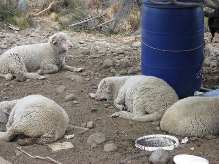  Le pecore di Santa Rosa 