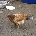  Una gallina a Santa Rosa 