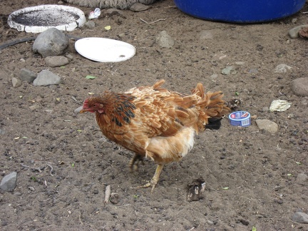  Una gallina a Santa Rosa 