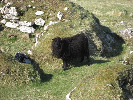  A black sheep 