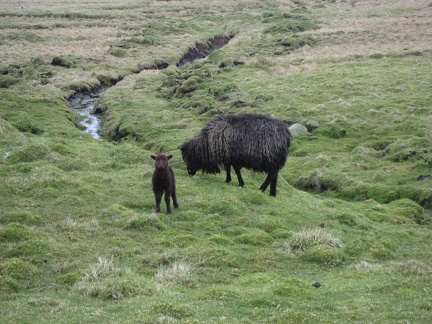  Two black sheep 