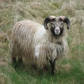  A really nice sheep! 