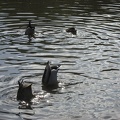  Some ducks working in a pond in Vidarlundin 