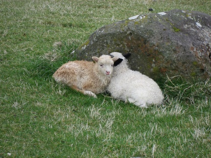  Two little lambs in Vidareidi are sheltered from the wind...but not from me 