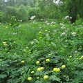  Piani Resinelli, campo di fiori sul sentiero per la Cima di Calolden 