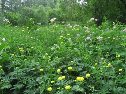  Piani Resinelli, campo di fiori sul sentiero per la Cima di Calolden 